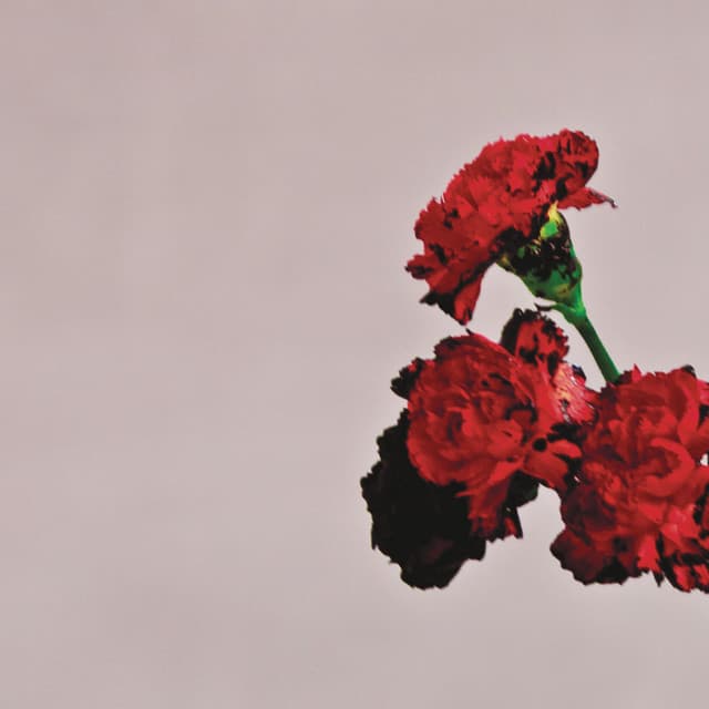 Artist image