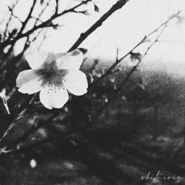 Artist image