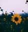 Header background