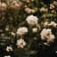 Header background