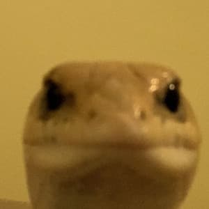 User image