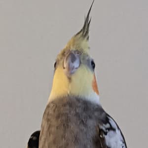 User image