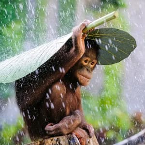 Header background